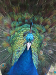 SX27012 Close up of peacock display fanning feathers [Pavo cristatus] in garden.jpg